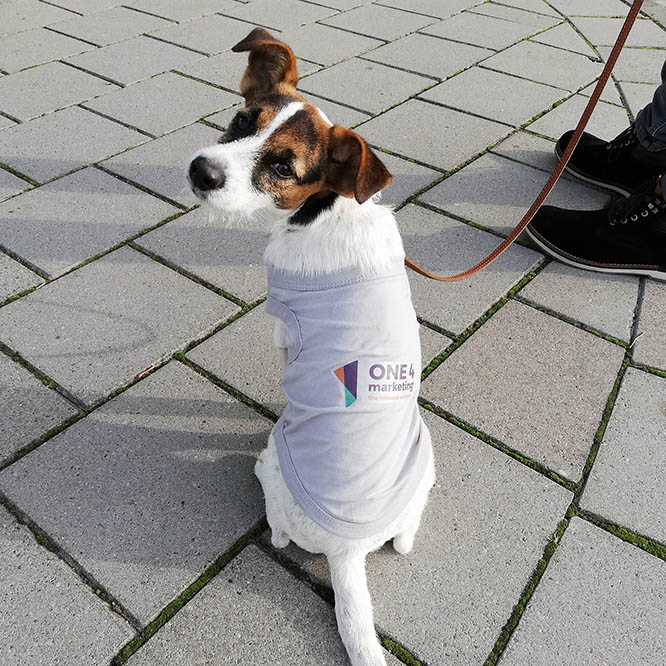 Poes de Hond-1 Poes de Hond-1